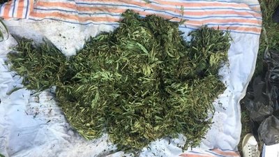 На Ужгородщині у чоловіка вилучили понад 3,5 кілограми марихуани На Ужгородщині у чоловіка вилучили понад 3,5 кілограми марихуани