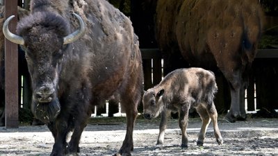 У Київському зоопарку підбили підсумки голосування за ім'я новонародженого бізона