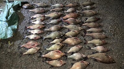 На Черкащині затримали браконьєрів з сітками