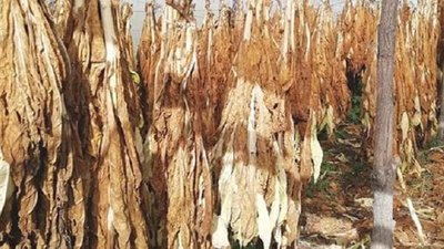 На Херсонщині вилучено незаконну тютюнову продукцію майже на 2 млн гривень