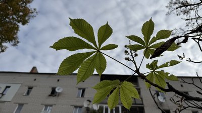 Каштани у Донецькій області