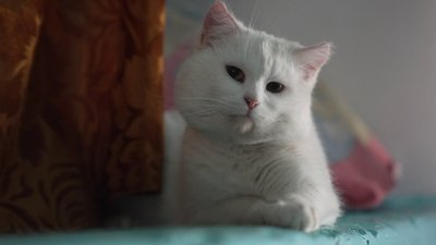 Погода на 22 лютого на Рівненщині, кіт