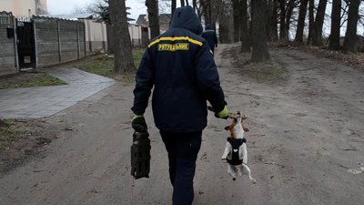 Відшуковує міни та підкорює Інстаграм: як чернігівський пес Патрон став піротехніком Відшуковує міни та підкорює Інстаграм: як чернігівський пес Патрон став піротехніком