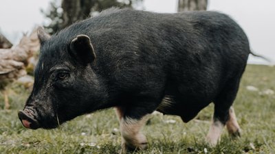 На Кіровоградщині зафіксували африканську чуму в 11-місячного кабана