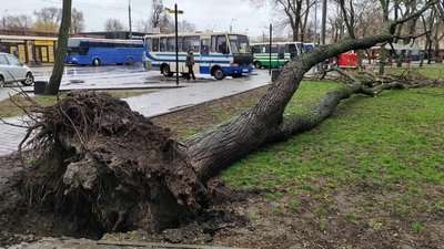 Дерево, яке впало в Одесі через негоду, 26 березня 2024 року