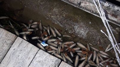 Хмельниччина: на річці Дністер зафіксовано загибель риби