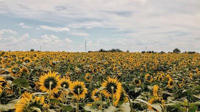 Природна фотозона: на Закарпатті розцвіло соняшникове поле (ФОТО)