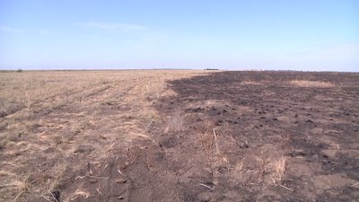 У заповіднику "Асканія-Нова" вигоріло 94 гектарів. СУСПІЛЬНЕ | ВІДЕОНОВИНИ