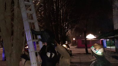 Надзвичайники зняли з дерева хлопця, який хотів врятувати кота