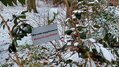 Столітні дуби та горіхові дерева. Історія ботсаду Лісотехнічного університету