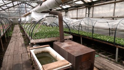 У Рівному висаджують квіти на клумбах. Які саме сорти обрали цьогоріч У Рівному висаджують квіти на клумбах. Які саме сорти обрали цьогоріч