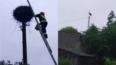 На Рівненщині рятували лелеченят, що випали з гнізда На Рівненщині рятували лелеченят, що випали з гнізда