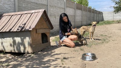 У Полтаві волонтери розширюють притулок для тварин