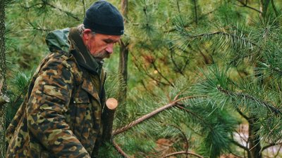 В лісовому господарстві показали ялинки, які прямують до ялинкових базарів Одещини В лісовому господарстві показали ялинки, які прямують до ялинкових базарів Одещини