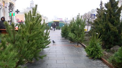 У Житомирі почали працювати ялинкові базари У Житомирі почали працювати ялинкові базари