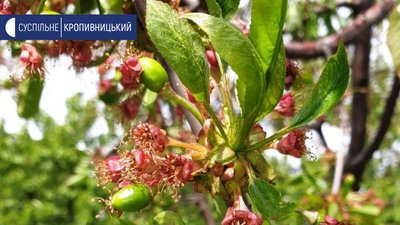 На Кіровоградщині очікують втричі менший урожай черешні