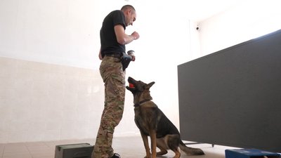 "Ця собака довіряє мені, а я довіряю їй". Як франківські кінологи навчають собак шукати вибухівки "Ця собака довіряє мені, а я довіряю їй". Як франківські кінологи навчають собак шукати вибухівки