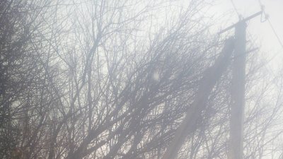 На Тлумаччині самовільно зрізують дерева і шкодять електромережі На Тлумаччині самовільно зрізують дерева і шкодять електромережі