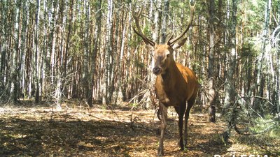 Здичавілі корови, рисі, вовки, лисиці: як живуть у Чорнобильській зоні відчуження Здичавілі корови, рисі, вовки, лисиці: як живуть у Чорнобильській зоні відчуження