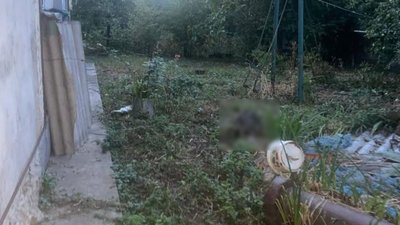 застрелив кота, застрелив сусідського кота