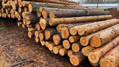 Нарубали дерев на 4 мільйони гривень. На Київщині викрили масштабну схему збуту деревини
