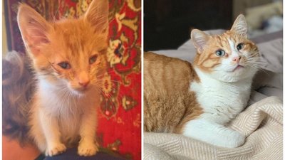 Про котів Про котів