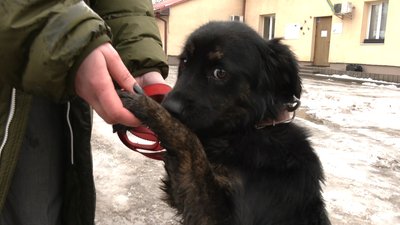 Львів'ян просять прихистити тварин з ЛКП "Лев" на час карантину Львів'ян просять прихистити тварин з ЛКП "Лев" на час карантину