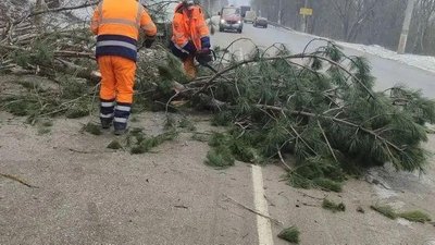 Погода у Криму — через шторм повалило дерева, вимикають світло