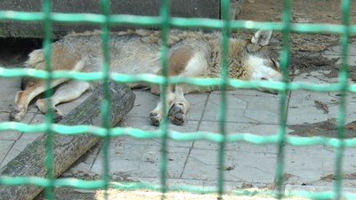 Вовк тварини зоопарк вольєри Покровський район Донецька область Вовк тварини зоопарк вольєри Покровський район Донецька область