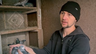Максим Схабʼюк, голуби
