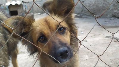 У рівненському центрі стерилізації тварин прозвітувалися за роботу від початку року