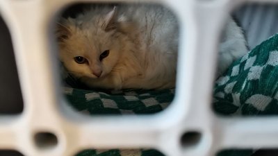 У Полтавській громаді безплатно стерилізують котів: хто може записати тварину на операцію У Полтавській громаді безплатно стерилізують котів: хто може записати тварину на операцію