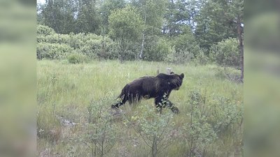 На Чернігівщині фотопастка зафіксувала ведмедя На Чернігівщині фотопастка зафіксувала ведмедя