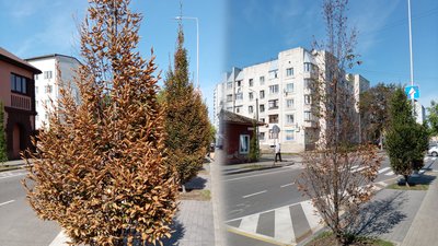 Реакція на спеку: у «Зеленбуді» пояснили, чому на Ремісничій у Чернігові пожовкли граби