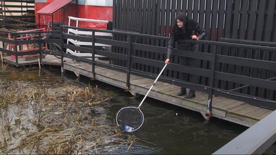 Здають сміття з річки, а за виручені гроші купують лілії. У Вінниці створять "Живий" герб на воді Здають сміття з річки, а за виручені гроші купують лілії. У Вінниці створять "Живий" герб на воді