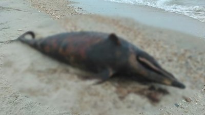 Сто дев'яностий день війни. Хроніка подій в Одеській області Сто дев'яностий день війни. Хроніка подій в Одеській області
