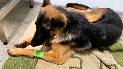Миколаївські волонтери Червоного Хреста дістали з-під завалів вівчарку