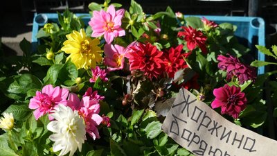 Які квіти обирають черкасці до поминальних днів Які квіти обирають черкасці до поминальних днів