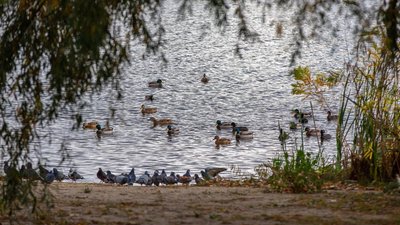 У Києві "Озеро Вербне" оголосили ландшафтним заказником У Києві "Озеро Вербне" оголосили ландшафтним заказником
