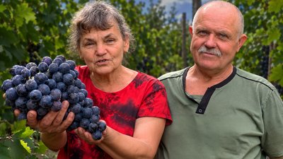 Виноград на городі замість картоплі вирощує подружжя з Чернігівщини