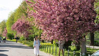 Цвітіння сакур в Ужгороді