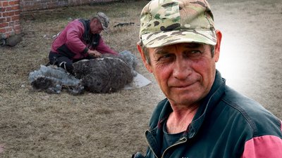 Вівці, стрижка вівці, стрижка баранів, ферма, Олександр Сухорський