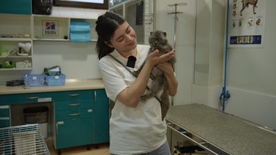 Кіт на привʼязі Одеса