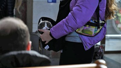 Закарпатці забирають тварин вимушених переселенців на перетримку Закарпатці забирають тварин вимушених переселенців на перетримку