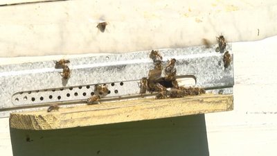 На Хмельниччині експортери меду через війну зменшили обсяги