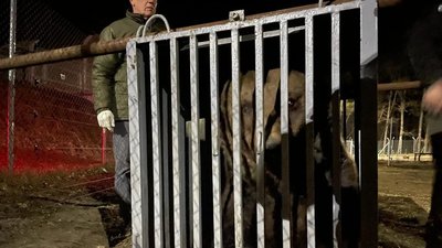 Порятунок ведмедя Вови Порятунок ведмедя Вови