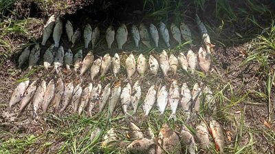Рибалку з Чернігівщини за 6 кілограмів незаконно спійманої риби хочуть змусити сплатити понад 100 тисяч