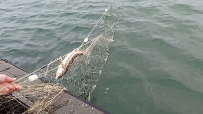 Поліцейські на Херсонщині попередили браконьєрський вилов червонокнижних видів риб на 1 млн грн