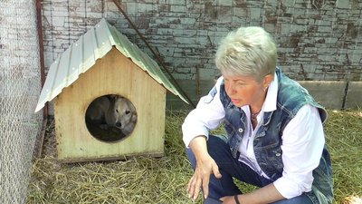 П’ятдесят собак та котів живуть у притулку на Миколаївщині П’ятдесят собак та котів живуть у притулку на Миколаївщині