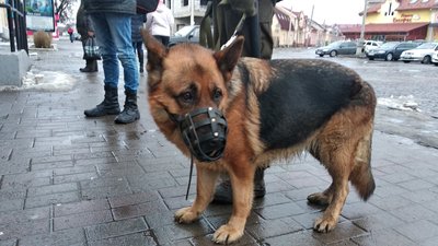 Посилене патрулювання проводять у Мукачеві